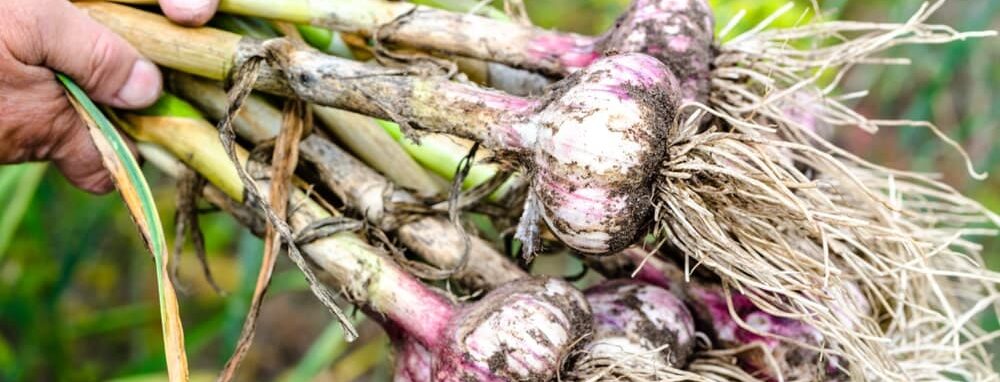 Freshly harvested garlic