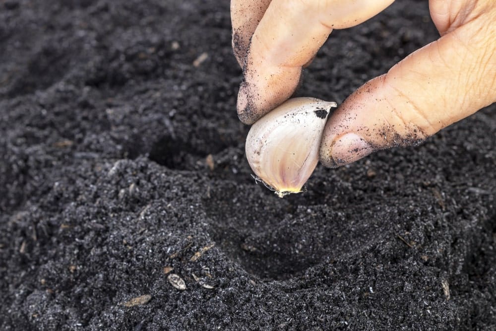 Close-up of hand planting clove in soil