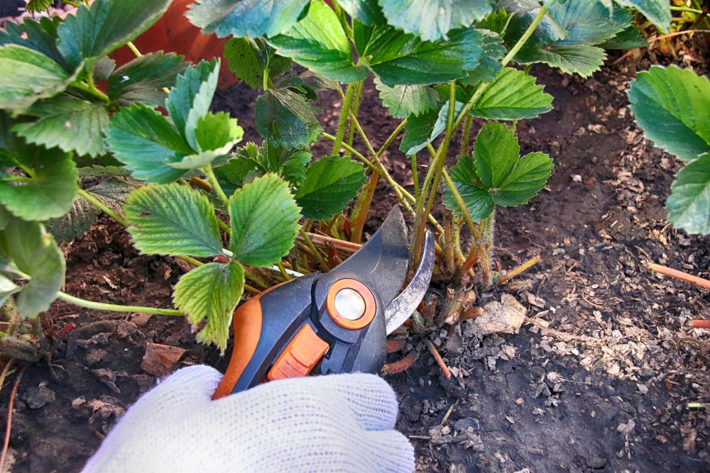 Pruning strawberries with garden shears