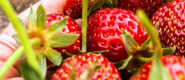 Close-up of red strawberries
