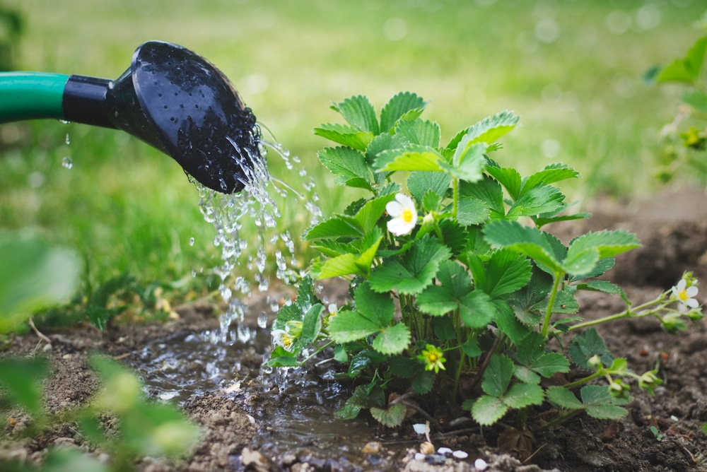Watering strawberry plant