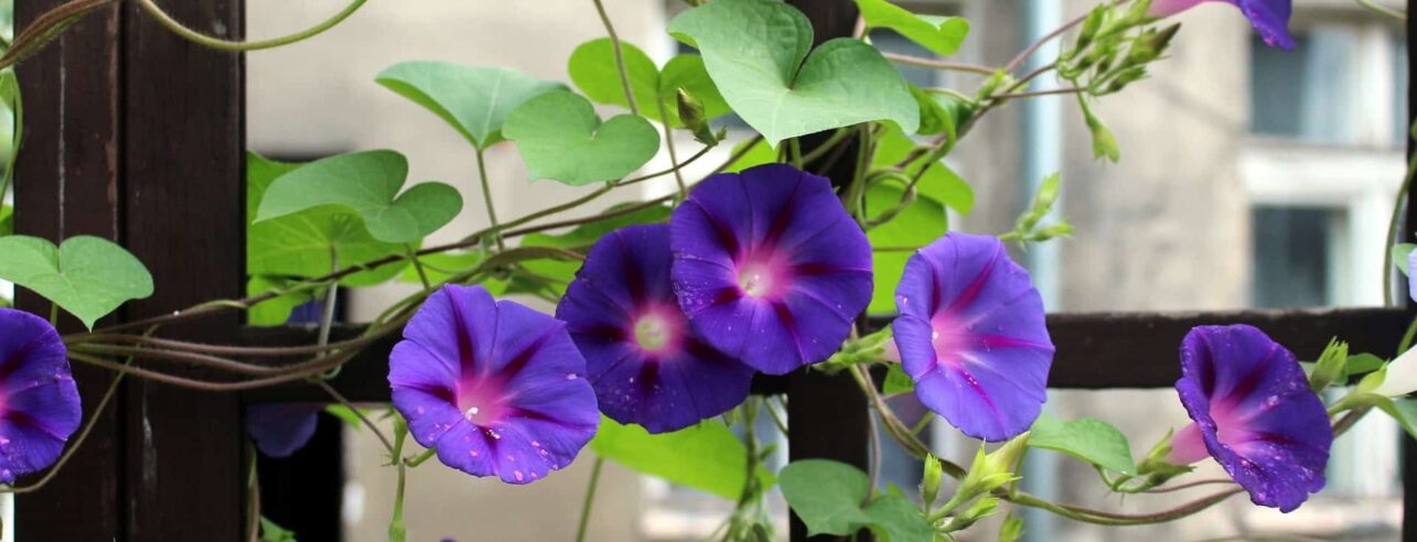 purple bindweed