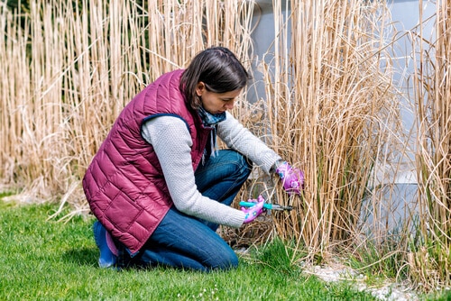 Woman pruning ornamental grasses