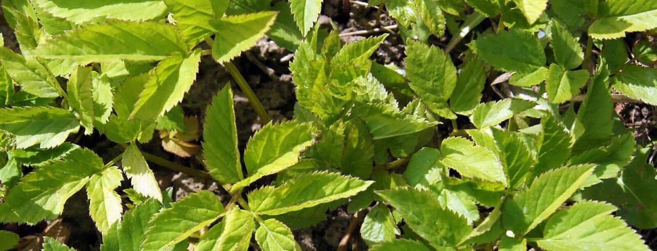 Ground elder