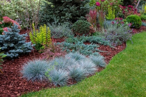 Ornamental grasses next to lawn