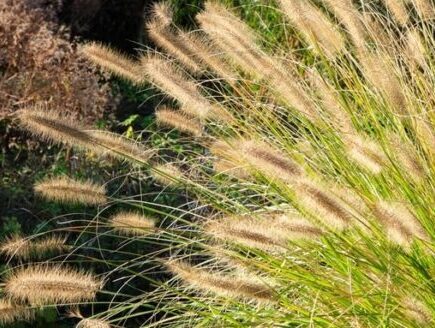 Ornamental grasses moving with the wind