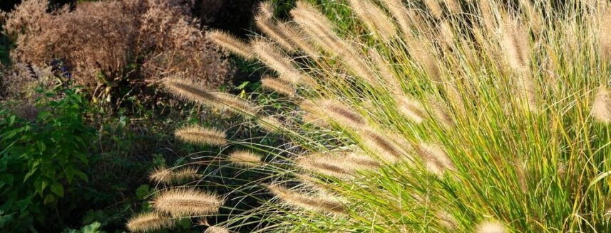 Ornamental grasses moving with the wind