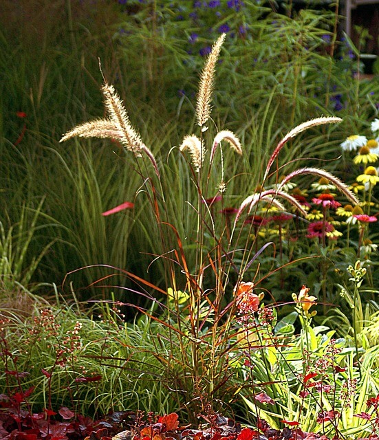 Pretty ornamental grasses