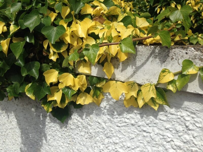 Green and yellow English ivy leaves