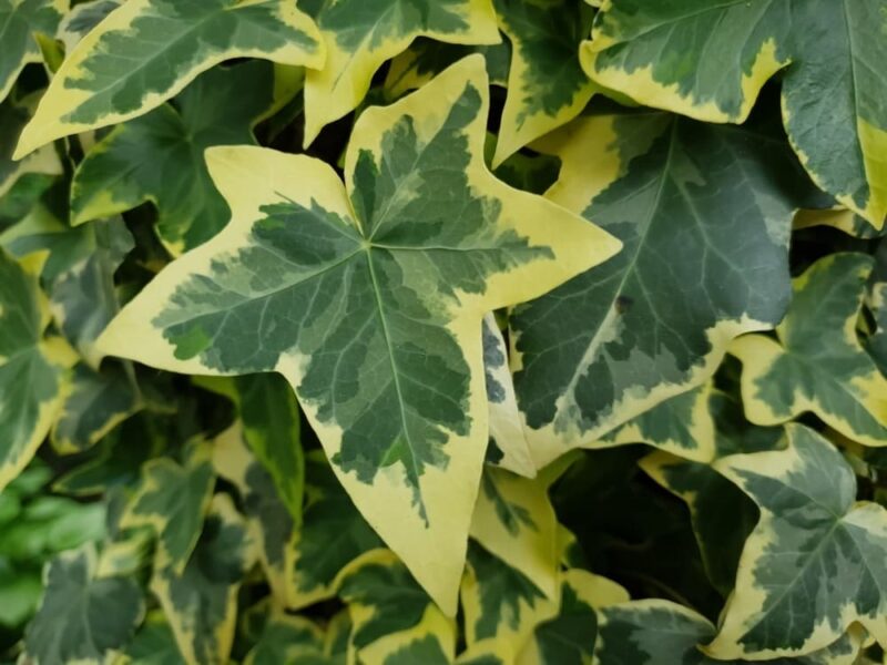 English ivy leaves with yellow outlines