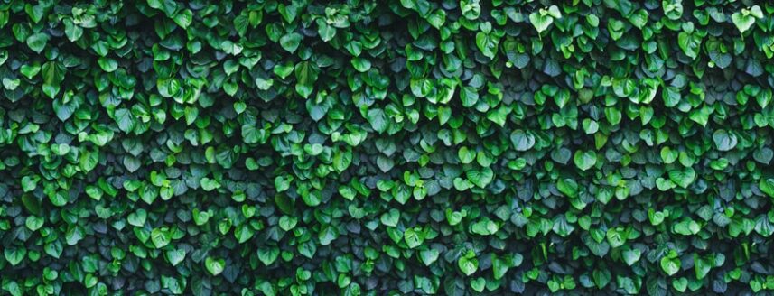 Thick foliage of English ivy