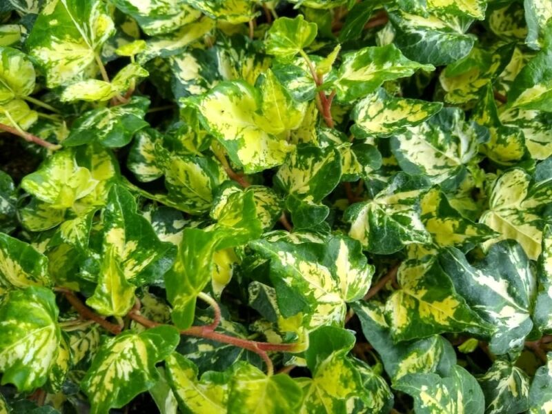 English ivy with green and yellow leaves