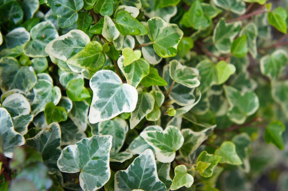 Many English ivy leaves