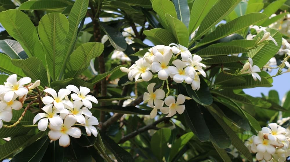 Frangipani plumeria flowers