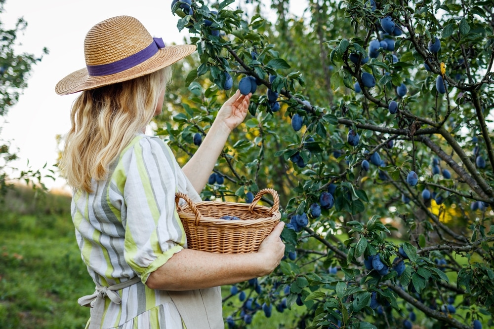 Woman is harvesting plums