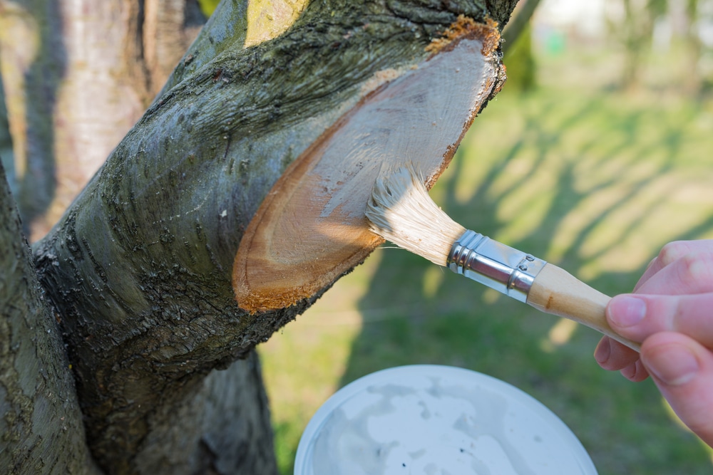 Caring for a pruned plum tree