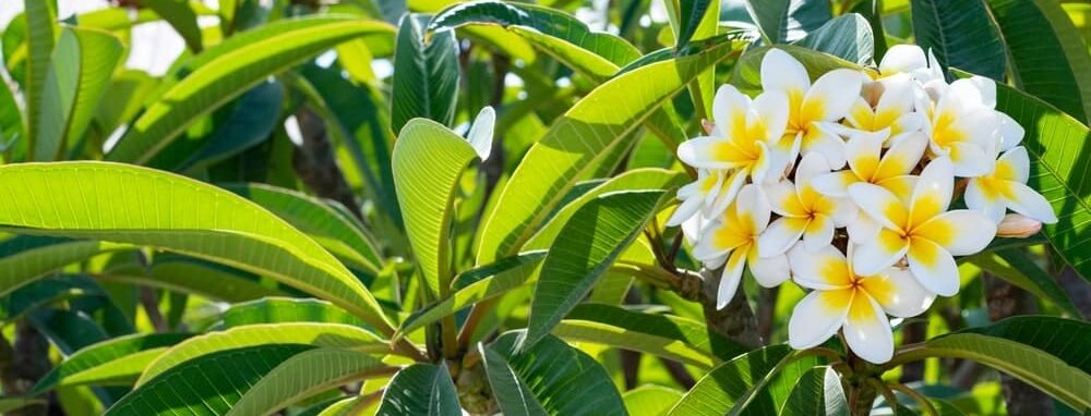 Plumeria plant