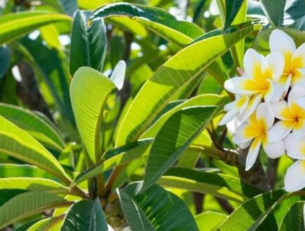 Plumeria plant