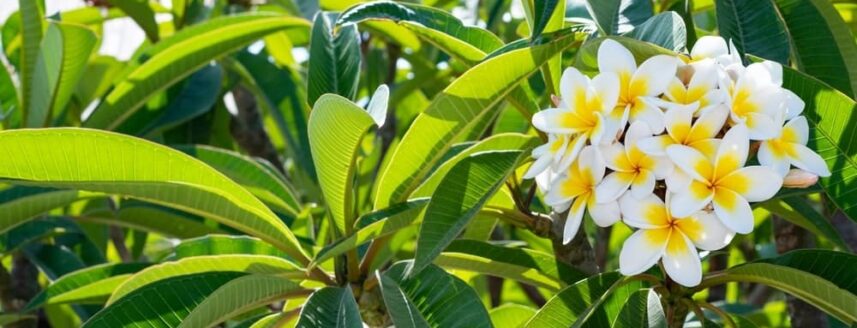 Plumeria plant