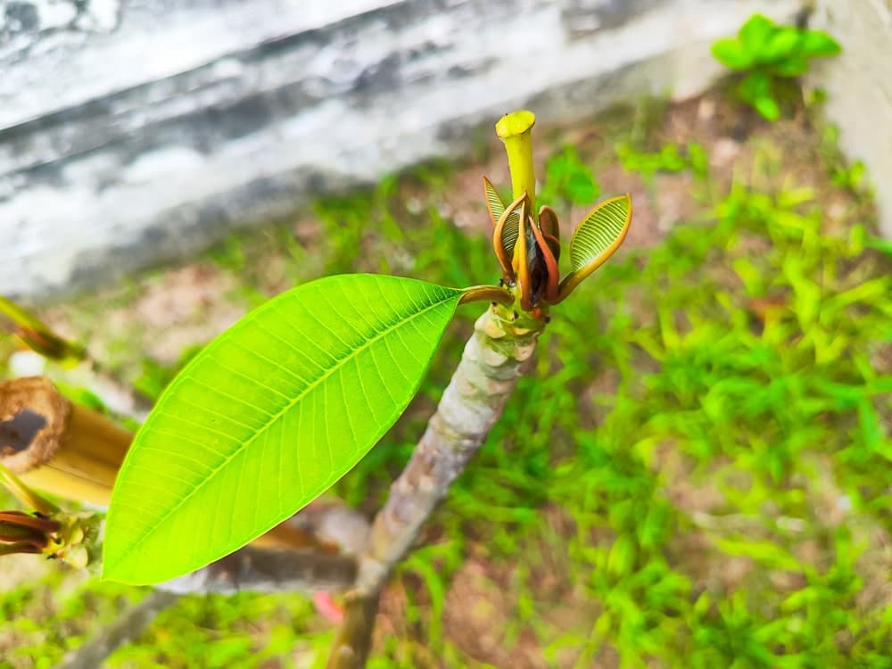 Pruned Frangipani