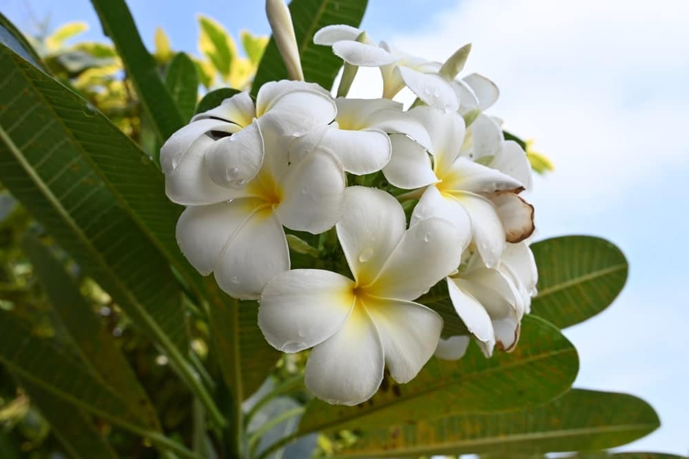 Plumeria pudica blossoms