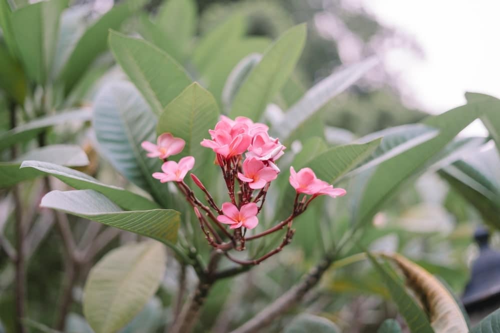 Frangipani plumeria rubra