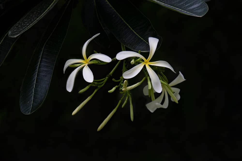 Plumeria flower