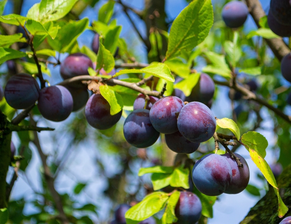 Purple plums on a branch