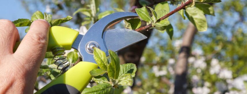 Pruning plum trees