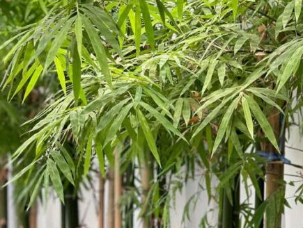 Bamboo plants