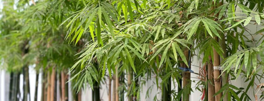 Bamboo plants