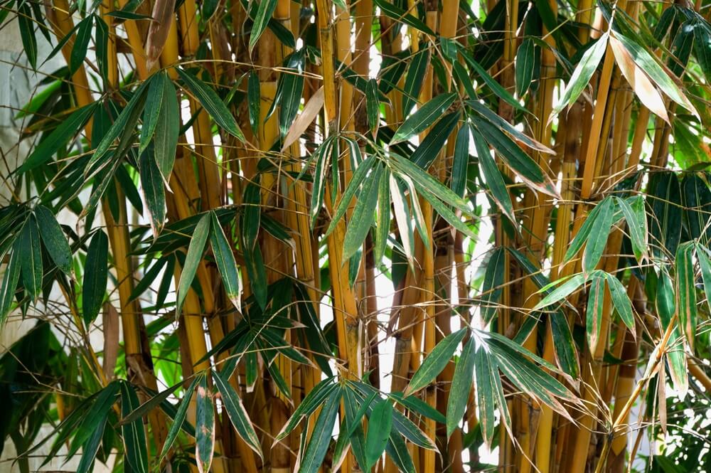 Tall bamboo plants