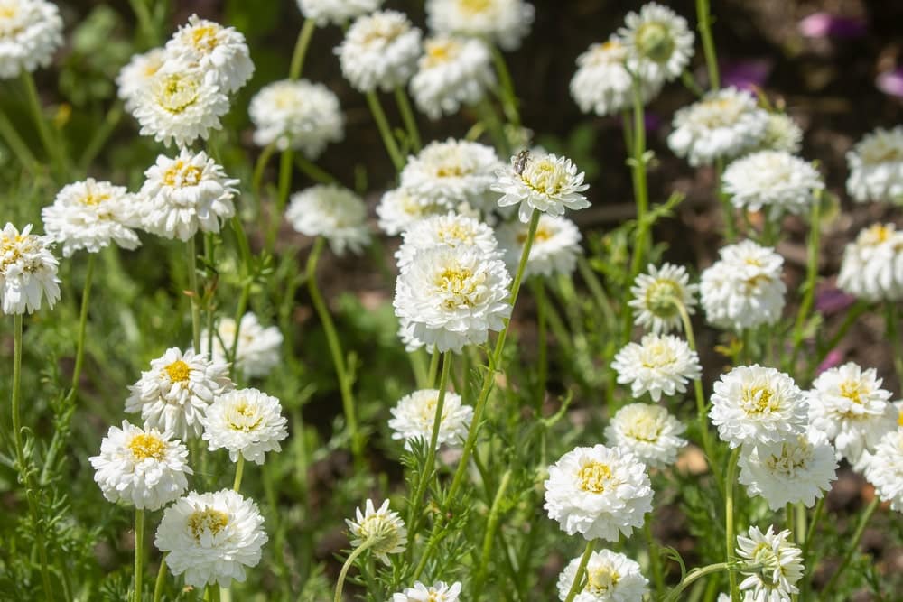 Chamaemelum nobile 'Flore Pleno'