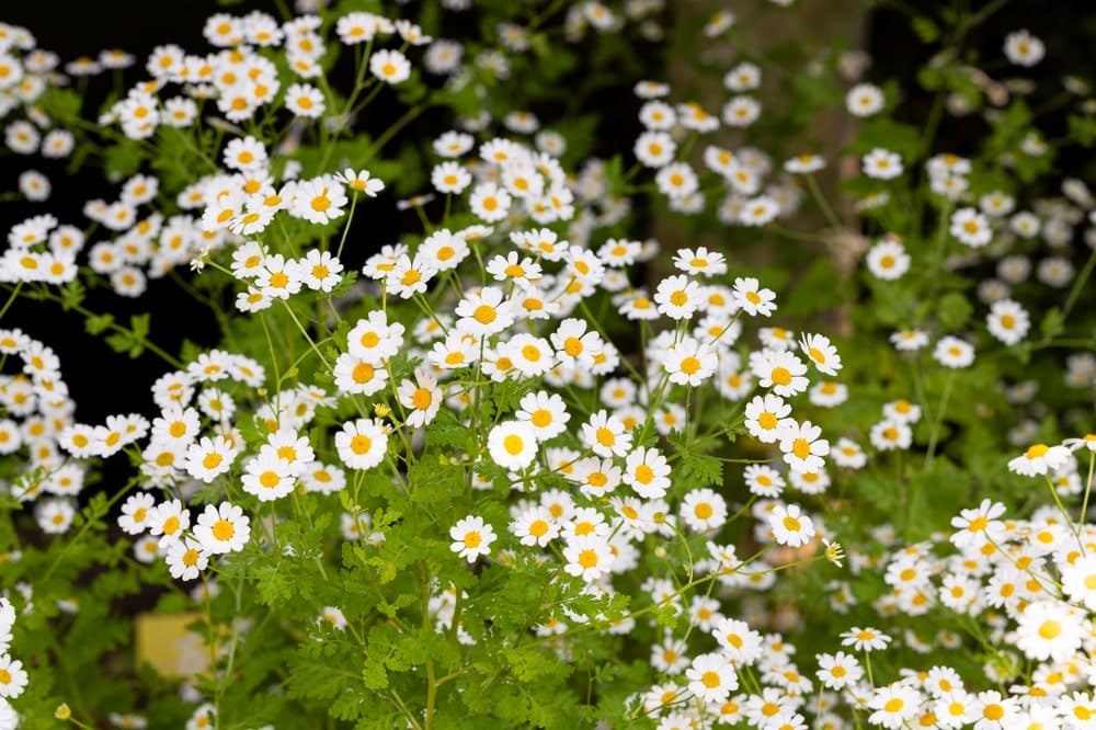 Chamaemelum nobile as a chamomile lawn