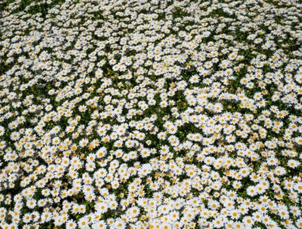 Lush chamomile lawn in bloom