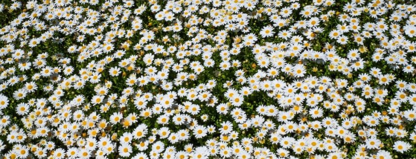 Lush chamomile lawn in bloom