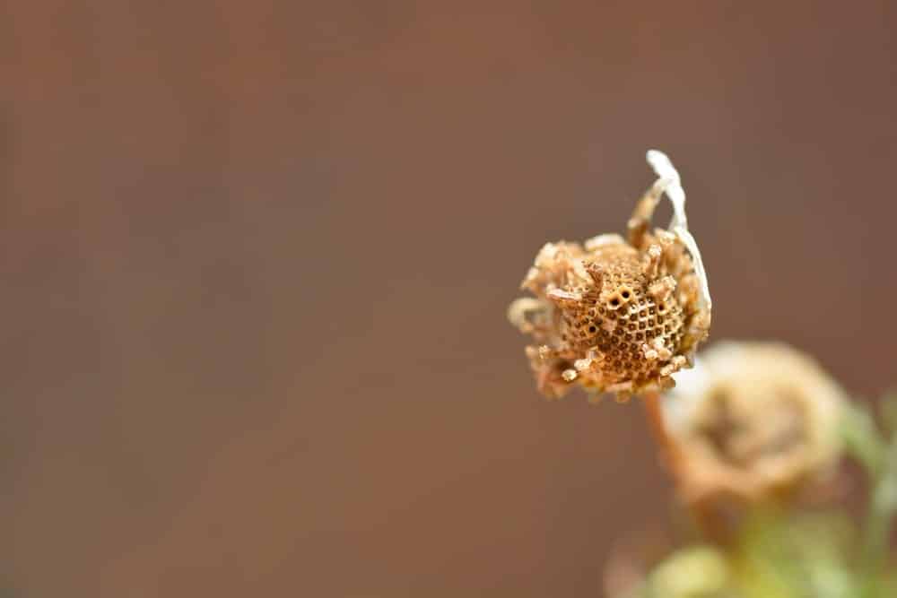 Chamomile seeds for a chamomile lawn