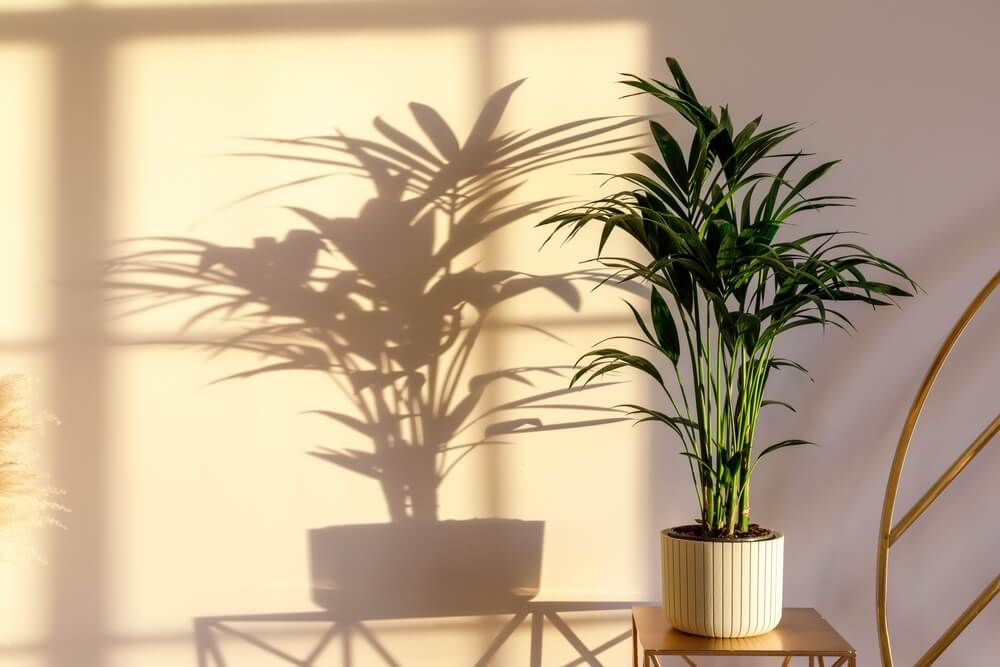 Potted indoor bamboo