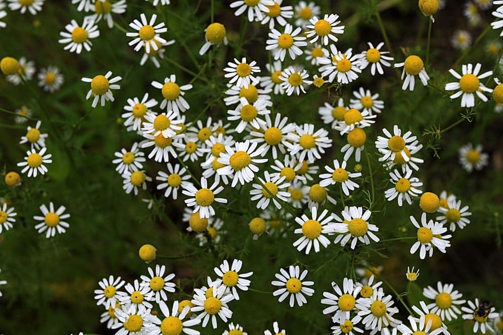 Matricaria chamomilla