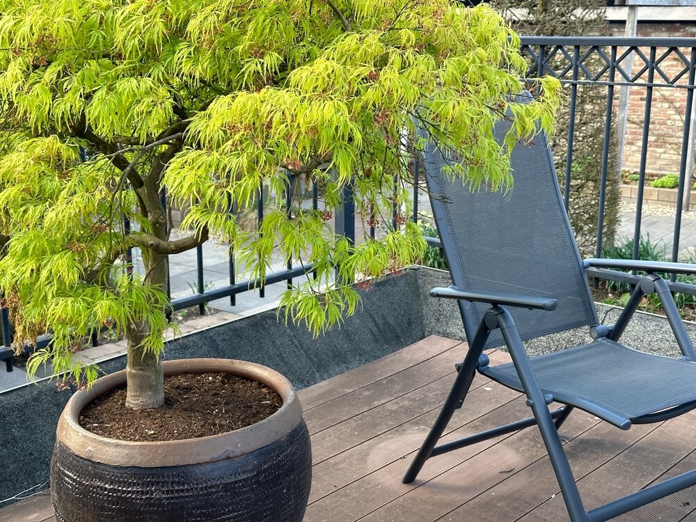 Japanese maple tree on balcony