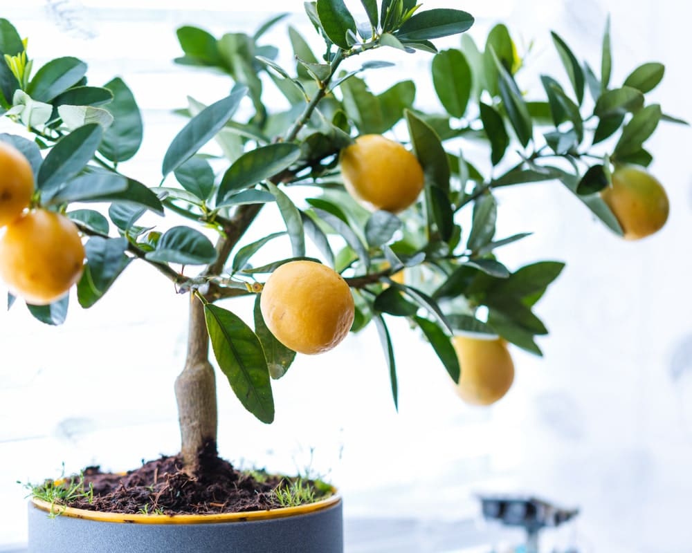 Lemon tree dwarf