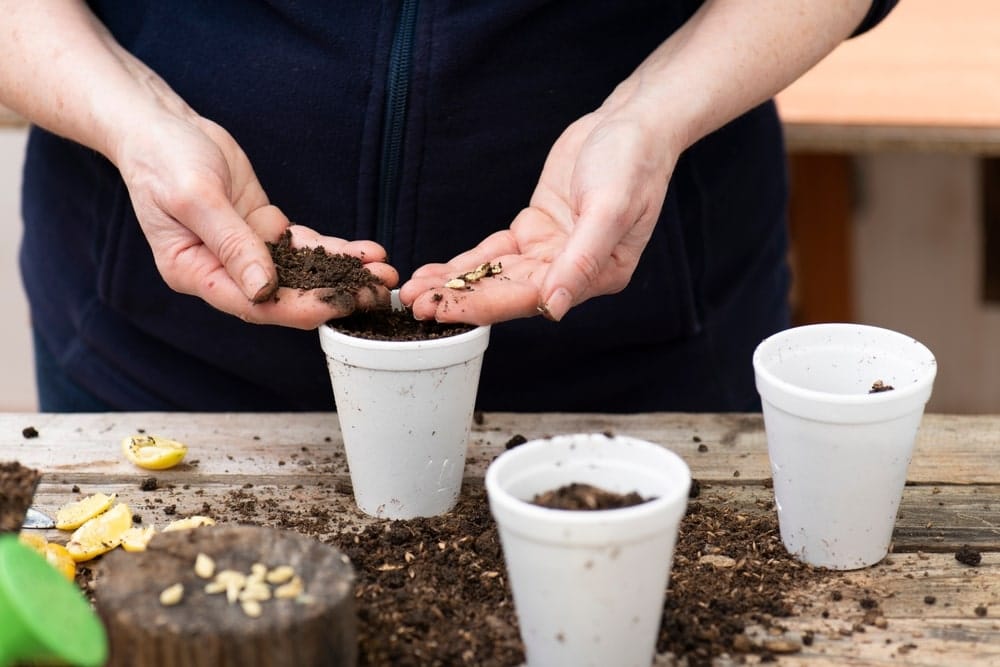 Hands planting lemon seeds in planter