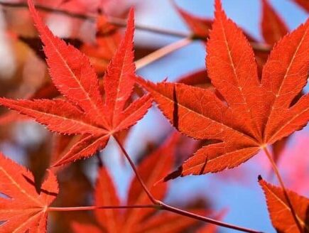 Red Japanese maple leaves