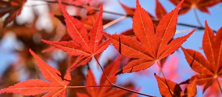 Red Japanese maple leaves