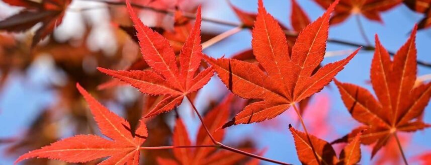 Red Japanese maple leaves