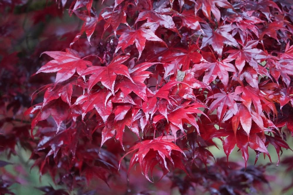 Japanese maple with red leaves