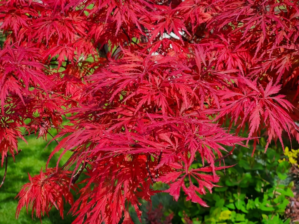 Japanese maple