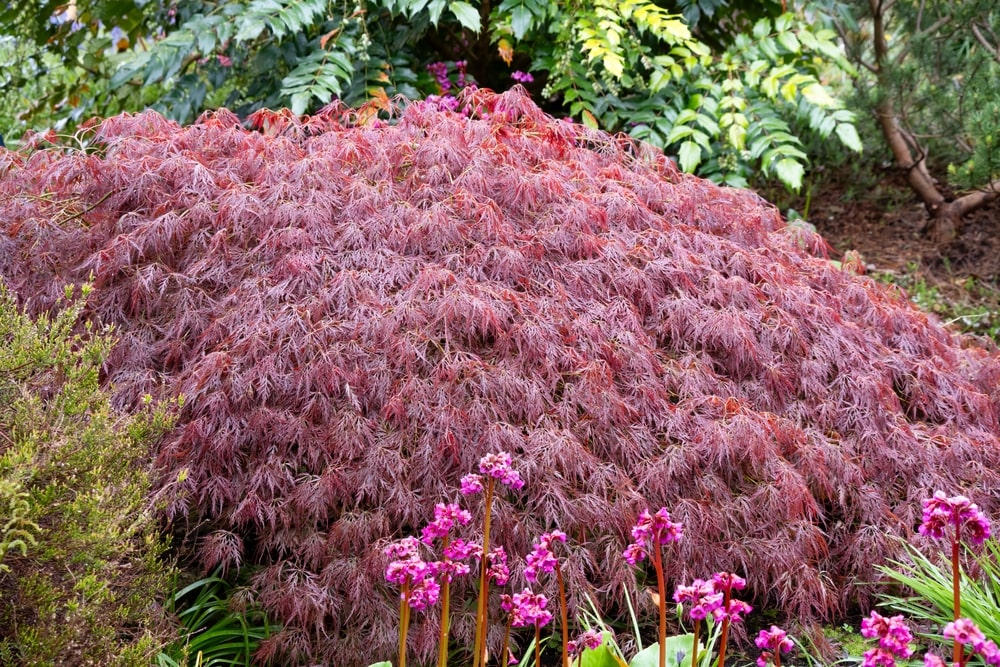 Japanese maple dissectum