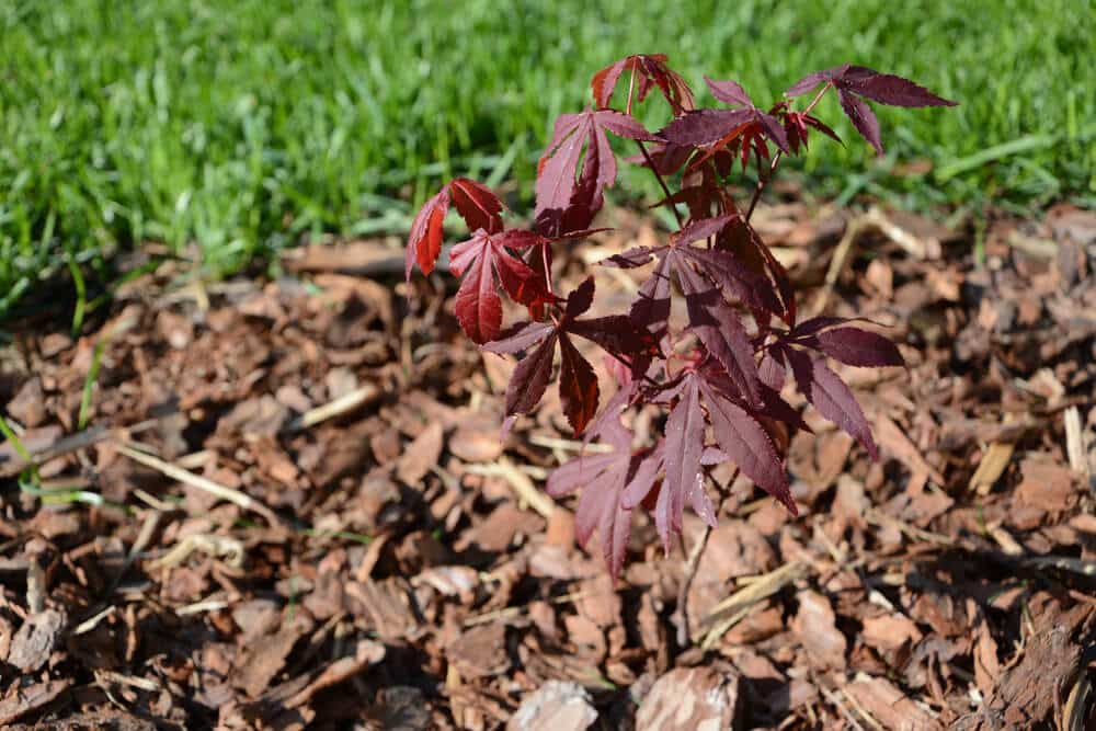 Young Japanese maple