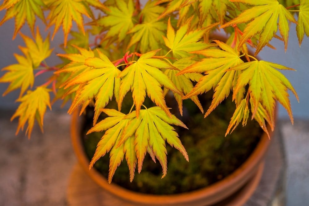 Japanese maple orange dream